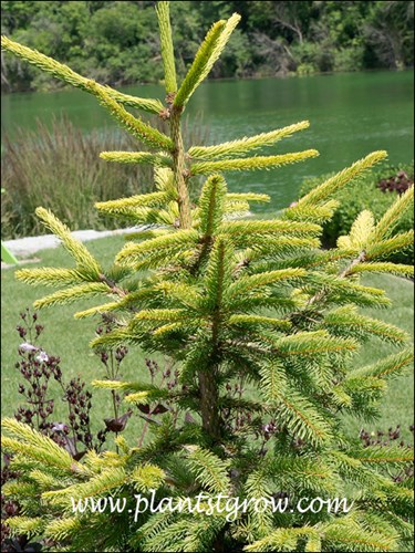 late spring early summer foliage